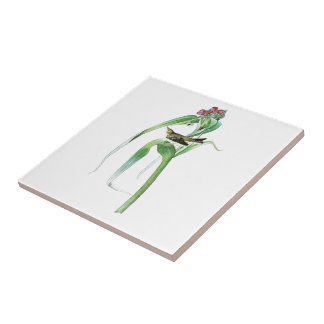 Vigor's Warbler John James Audubon Birds America Tegeltje