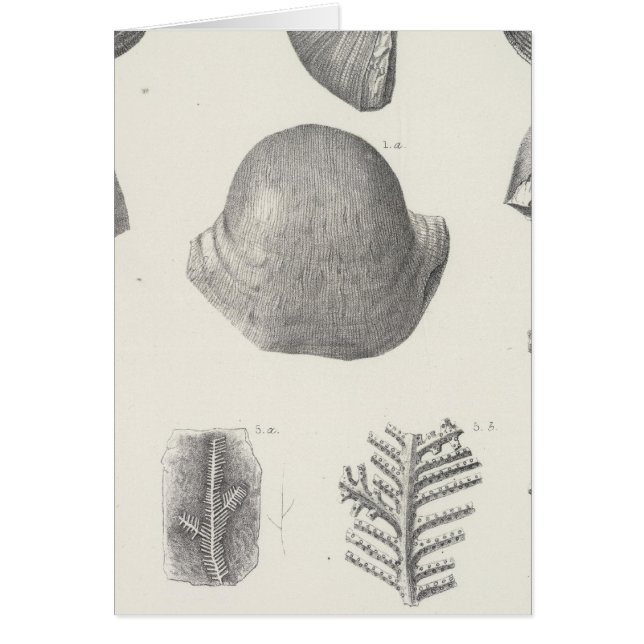 VII Carbonifère (Devant)