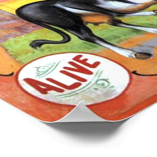 Vijf achtergestelde Koe Poster (Hoek)