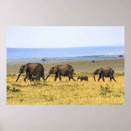 VIJF ELEPHANTS OP BROWN GRASS POSTER (Voorkant)