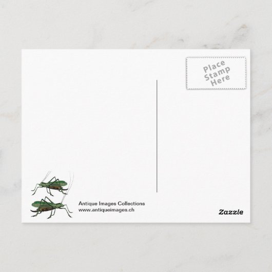 Vijf Groene Grasshoppers of Katydids Briefkaart (Achterkant)