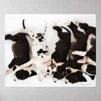 Vijf Harlequin Great Dane puppies slapen