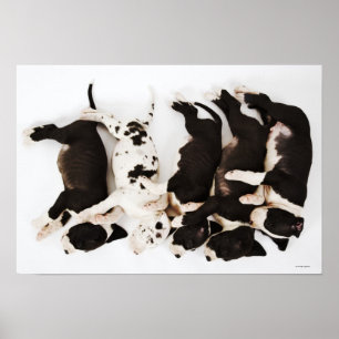 Vijf Harlequin Great Dane puppies slapen Poster