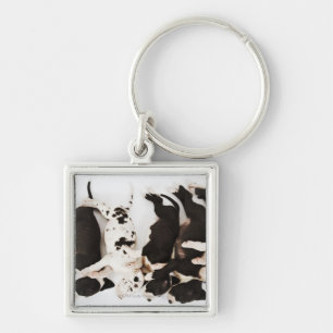 Vijf Harlequin Great Dane puppies slapen Sleutelhanger