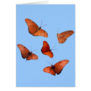 Vijf Julia Butterflies