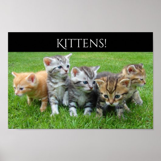 Vijf Kittens Poster (Voorkant)
