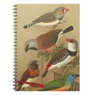 Vijf kleurrijke huisvogels die op een Tak worden v Notitieboek