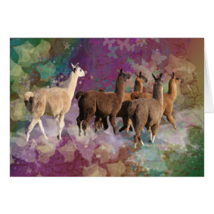 Vijf Llama Cloud Walk Fantasy White en bruine Lama