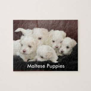 Vijf Maltese Puppies op een puzzel