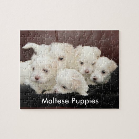 Vijf Maltese Puppies op een puzzel Legpuzzel (Horizontaal)