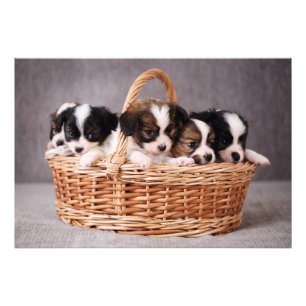 Vijf schattige puppies in een mand foto afdruk