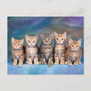 Vijf Tabby Kittens, rood op een rij Briefkaart