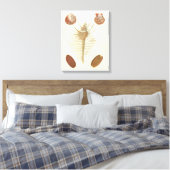 Vijf van een soort Seashells Canvas Afdruk (Insitu (Slaapkamer))