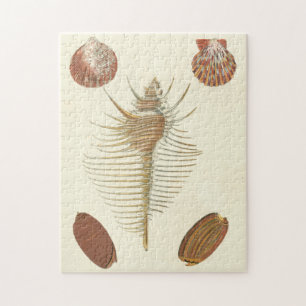 Vijf van een soort Seashells Legpuzzel
