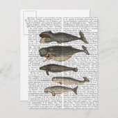 Vijf walvissen briefkaart (Voorkant / Achterkant)