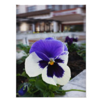 Vijfbladig viooltje op het trottoir