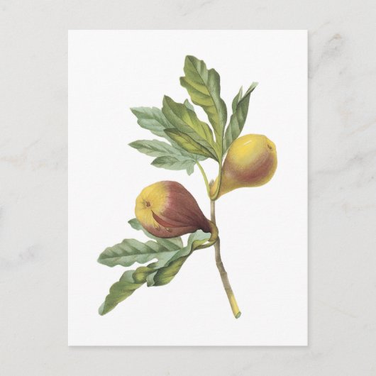 vijg (Ficus violacea) van Redouté Briefkaart (Voorkant)