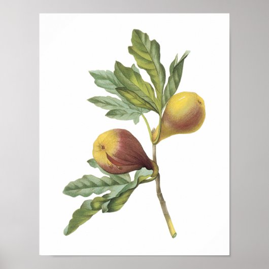 vijg (Ficus violacea) van Redouté Poster (Voorkant)