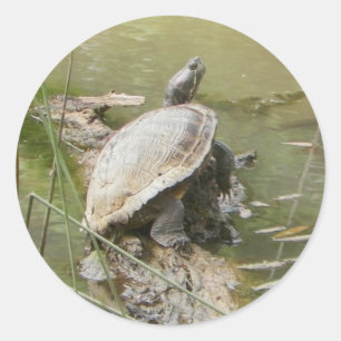 Vijverschildpad Stickers