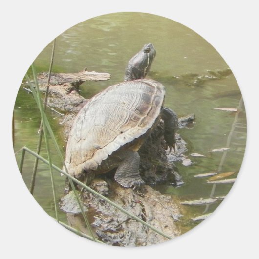 Vijverschildpad Stickers (Voorkant)