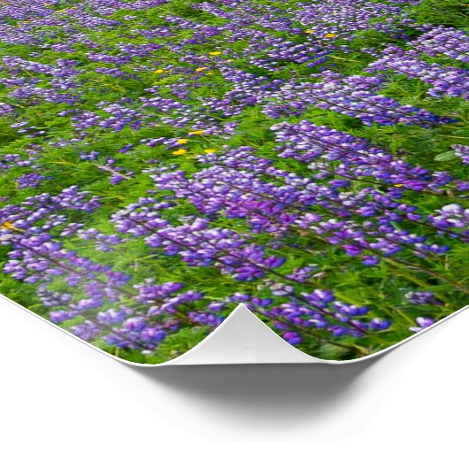 VIK, ISLANDE POSTER (Coin)