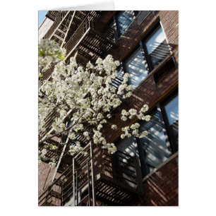 Village Cherry Blossom too