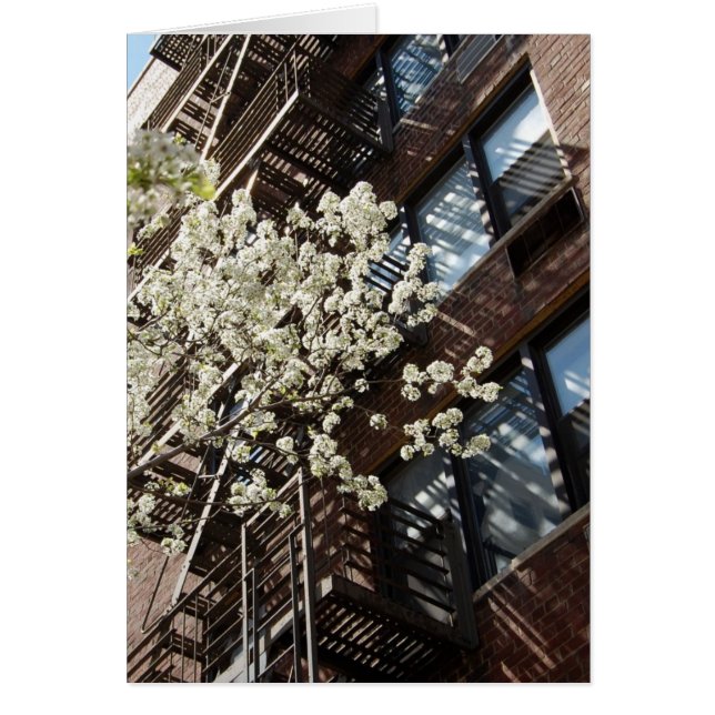 Village Cherry Blossom too (Voorkant)