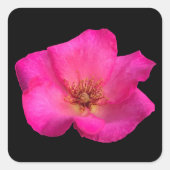 Vilt Roos Vierkante Sticker (Voorkant)