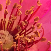 Viltstift Roos Canvas Afdruk