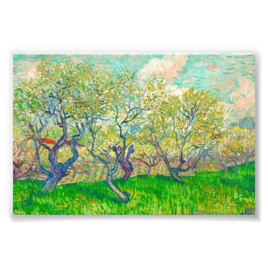 Vincent van Gogh Boomgaard in Blossom Foto Afdruk (Voorkant)