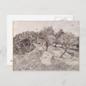 Vincent van Gogh | Olijfbomen Briefkaart (Voorkant / Achterkant)