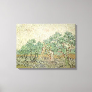 Vincent van Gogh - Olijfplukken Canvas Afdruk