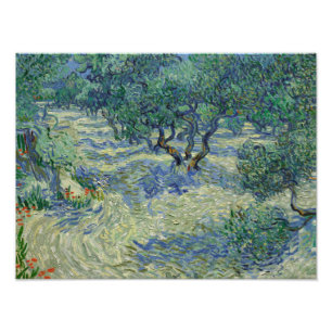 Vincent van Gogh - Olive Orchard Foto Afdruk