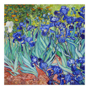 Vincent Van Gogh schildert Irissen Perfect Poster
