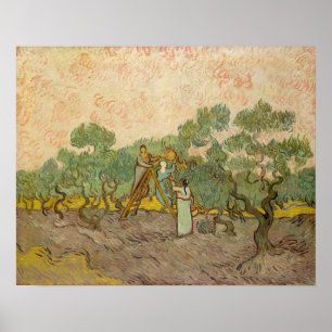 Vincent van Gogh - Vrouwen die olijven plukken Poster