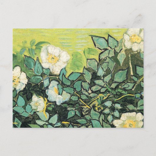 Vincent Van Gogh - Wilde Rozen 1890 Briefkaart (Voorkant)