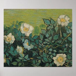 Vincent Van Gogh - Wilde rozen april, mei Poster
