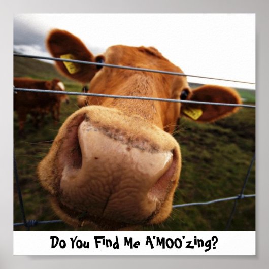 Vind je me A'MOO'zing? Poster (Voorkant)