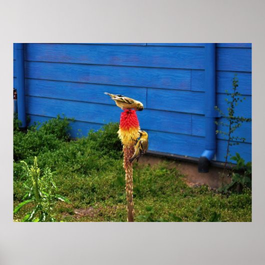 Vinden Poster (Voorkant)