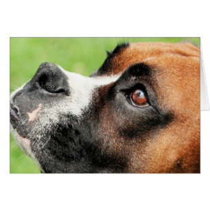 Vindy and Pups - Foto 04