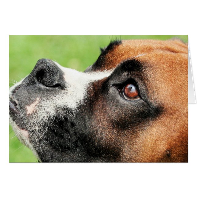 Vindy and Pups - Foto 04 (Voorkant Horizontaal)