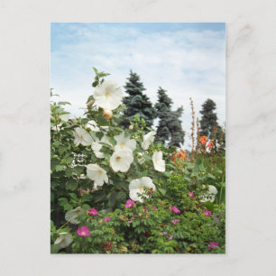 Vineyard Garden Summer Flowers Custom Briefkaarten
