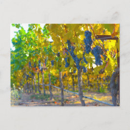 Vineyard in Napa Valley California Briefkaart