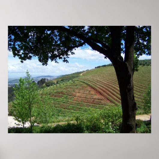 Vineyard Pride Poster (Voorkant)