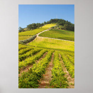 Vineyard, Stellenbosch, Westerne Kaapverdië Poster