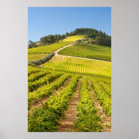 Vineyard, Stellenbosch, Westerne Kaapverdië Poster (Voorkant)
