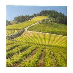 Vineyard, Stellenbosch, Westerne Kaapverdië Tegeltje