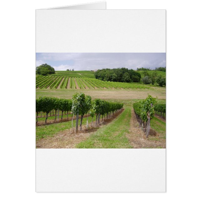 Vineyard - Vignoble (Bordeaux - France) 03 (Devant)