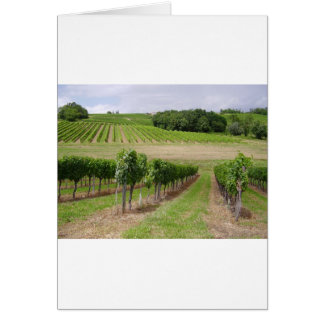 Vineyard - Vignoble (Bordeaux - Frankrijk) 03
