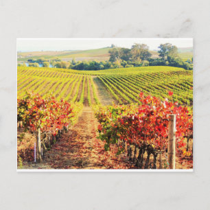VINEYARDS.JPG BRIEFKAART